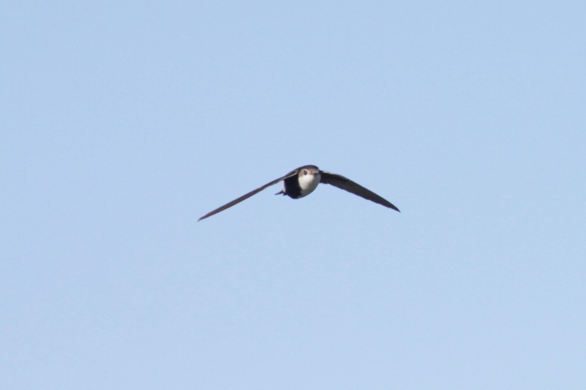 White-throated Swift - ML141660411