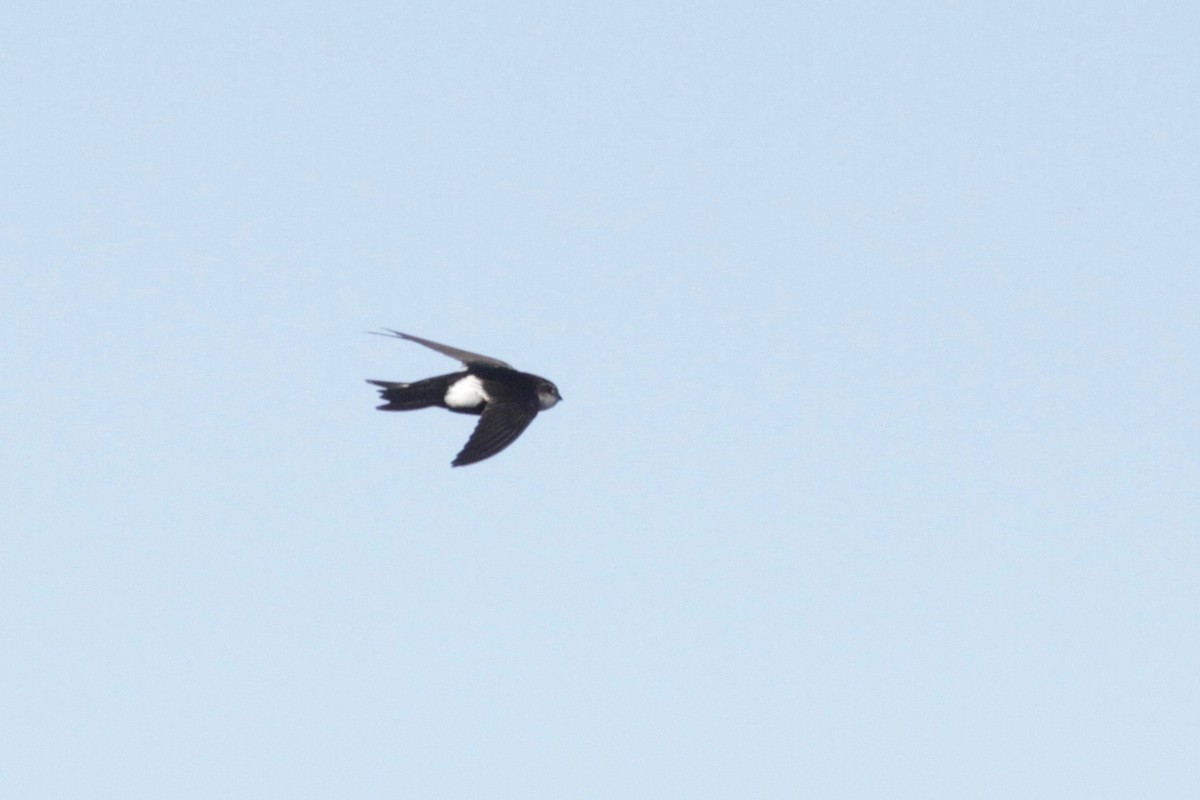 White-throated Swift - ML141660431