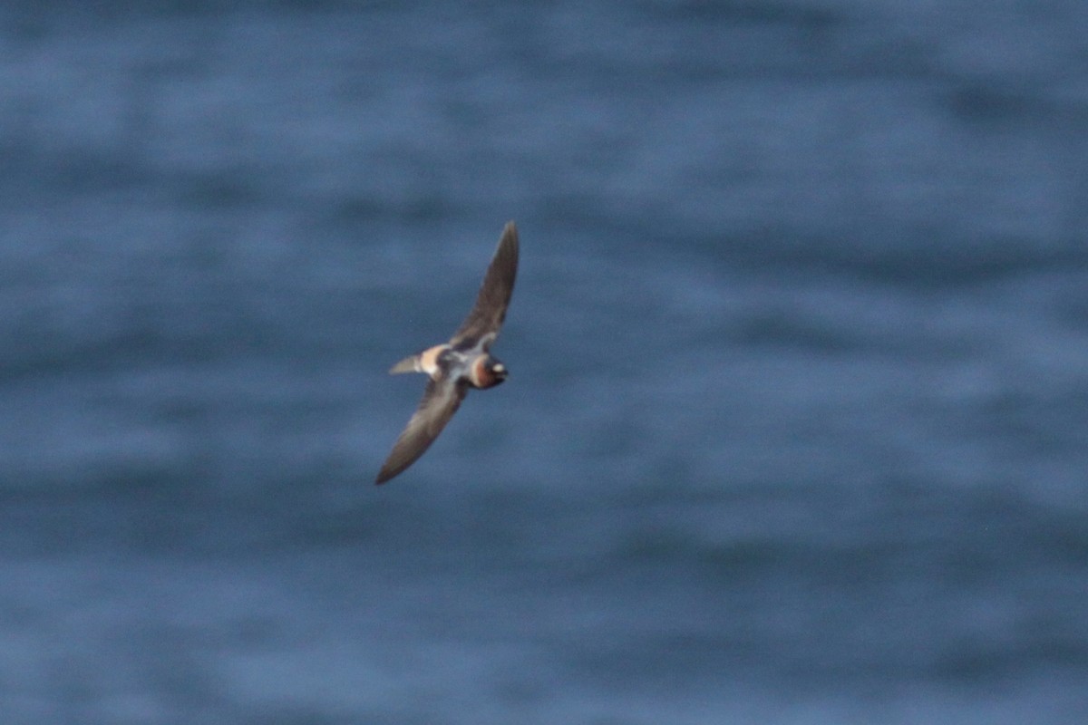 Cliff Swallow - ML141660471