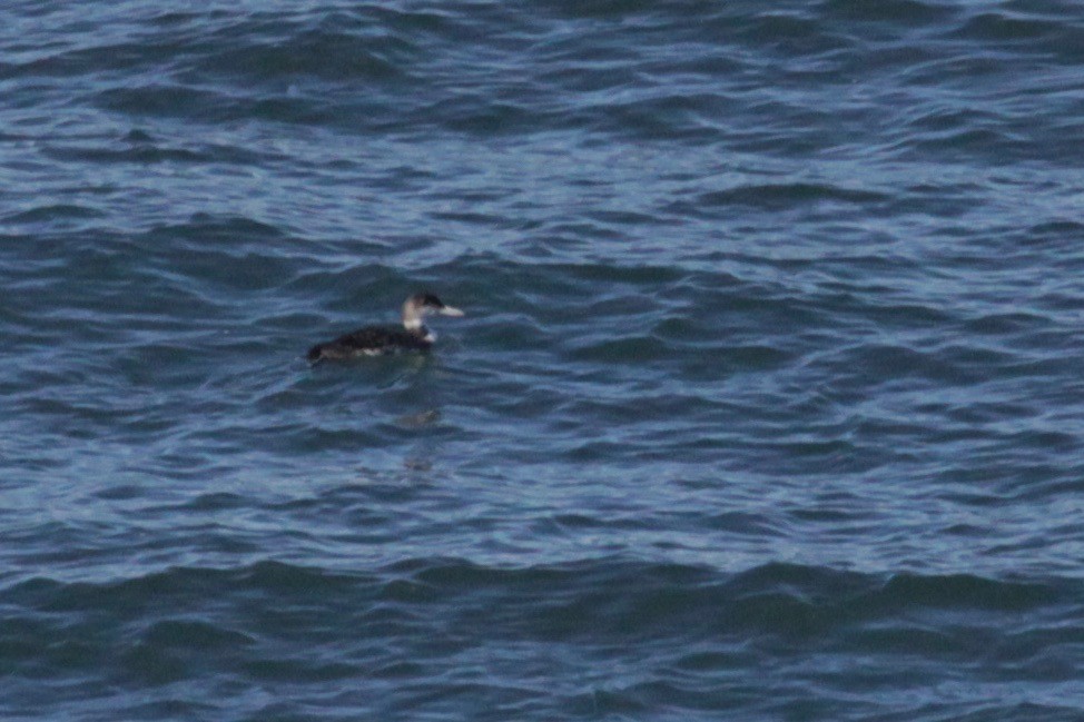 Common Loon - ML141660581