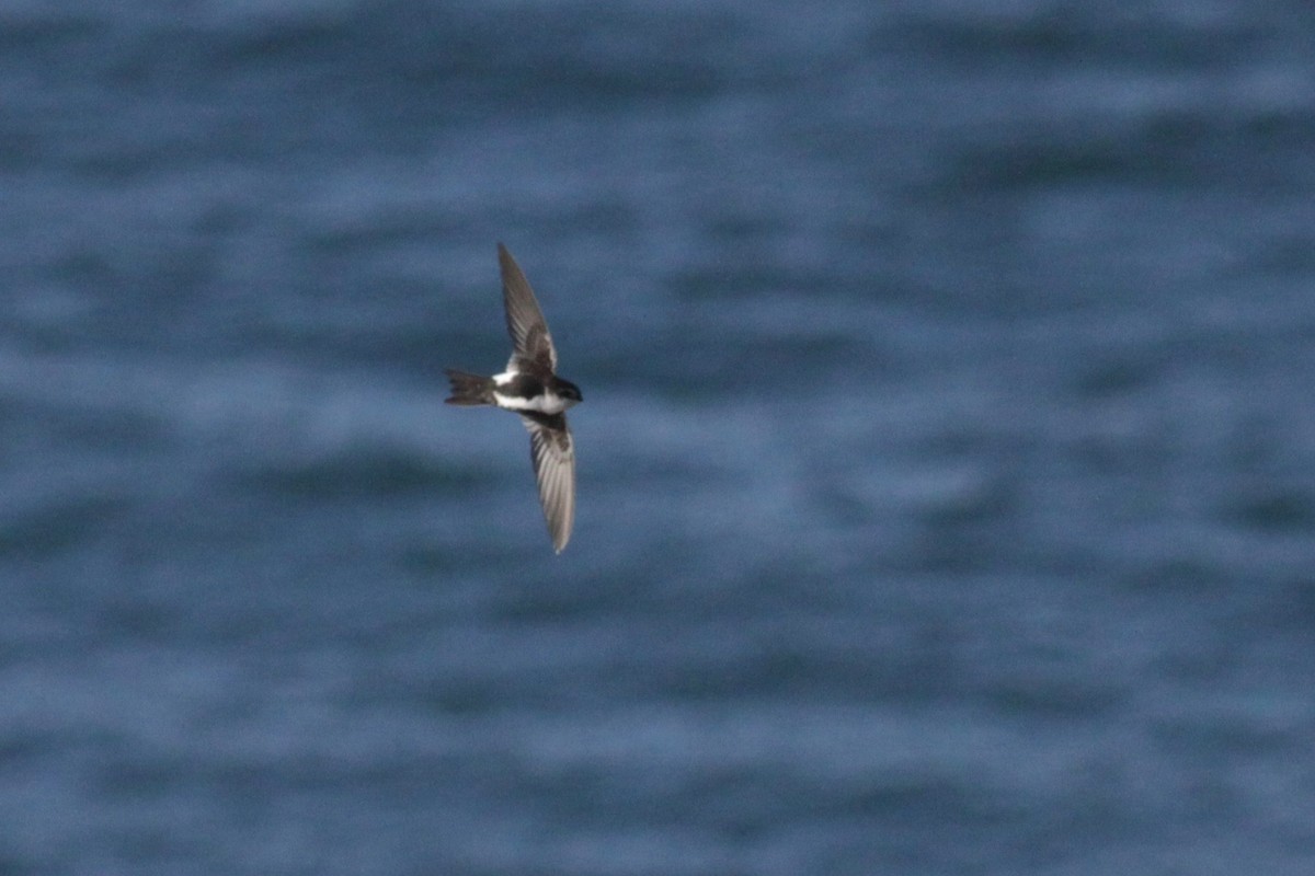 White-throated Swift - ML141660721