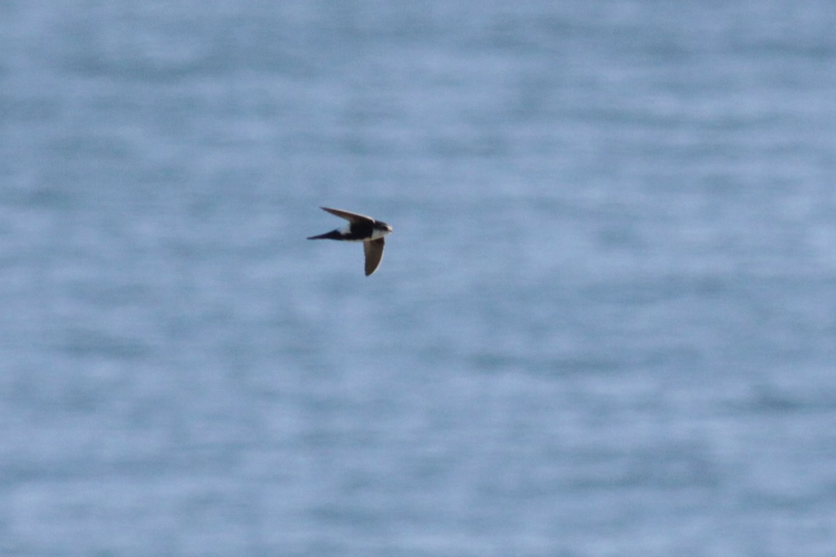 White-throated Swift - ML141660971