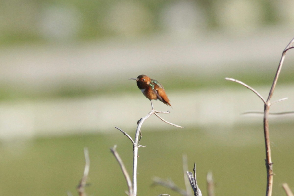 Allen's Hummingbird - ML141661051