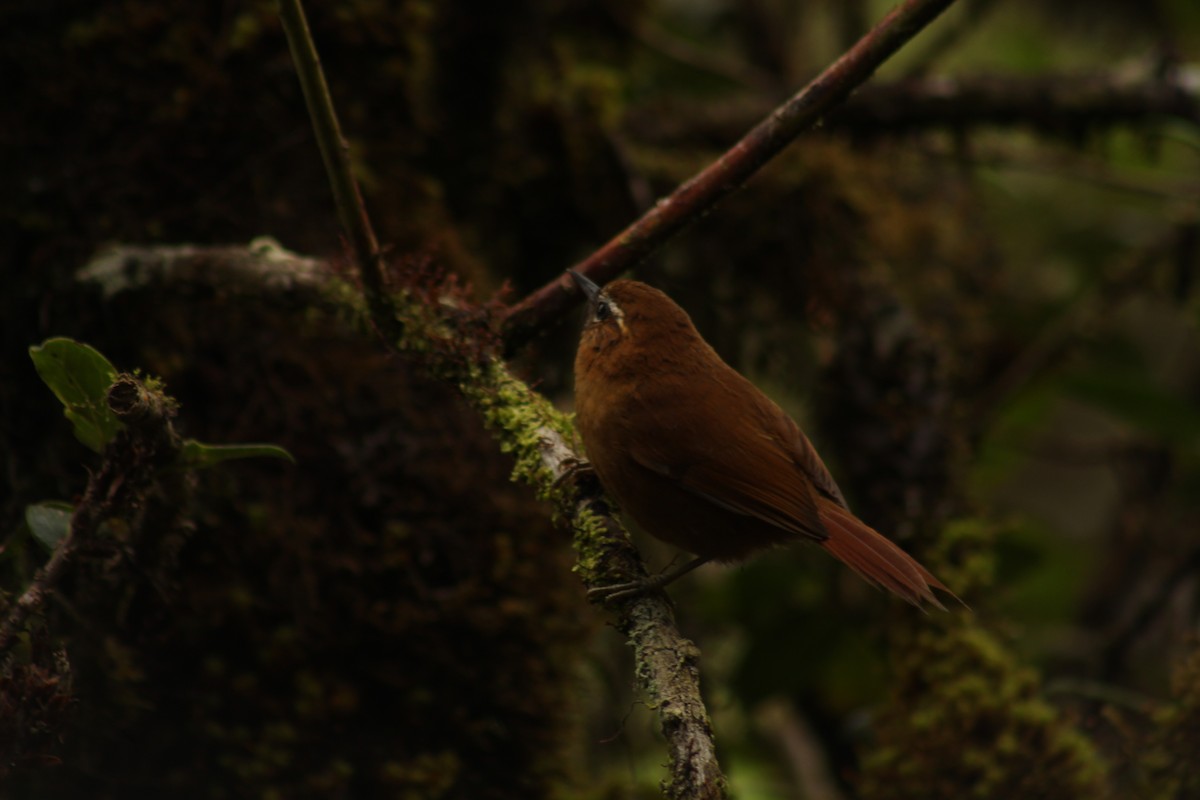 White-browed Spinetail - ML141662511