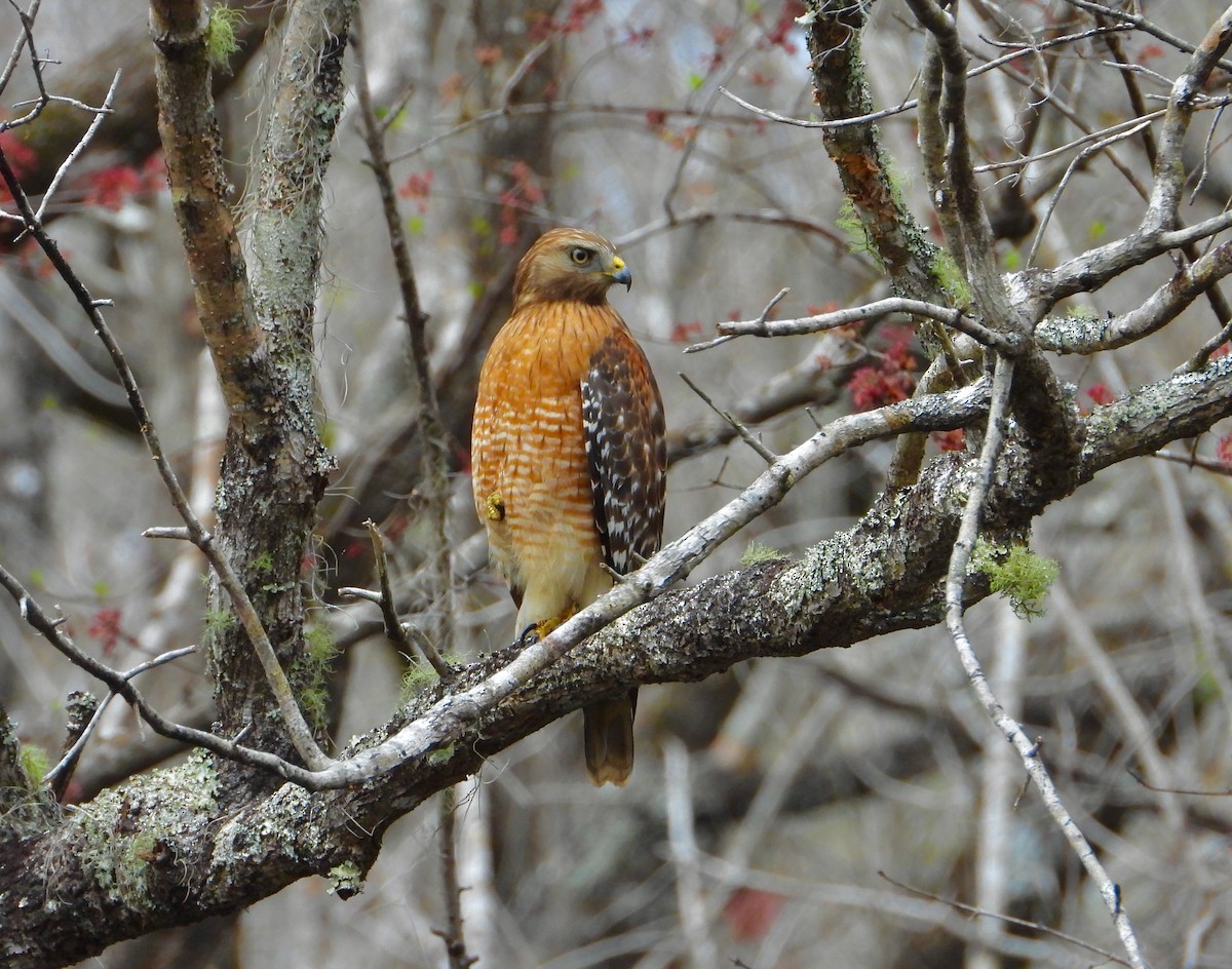 Red-shouldered Hawk - James R. Hill, III