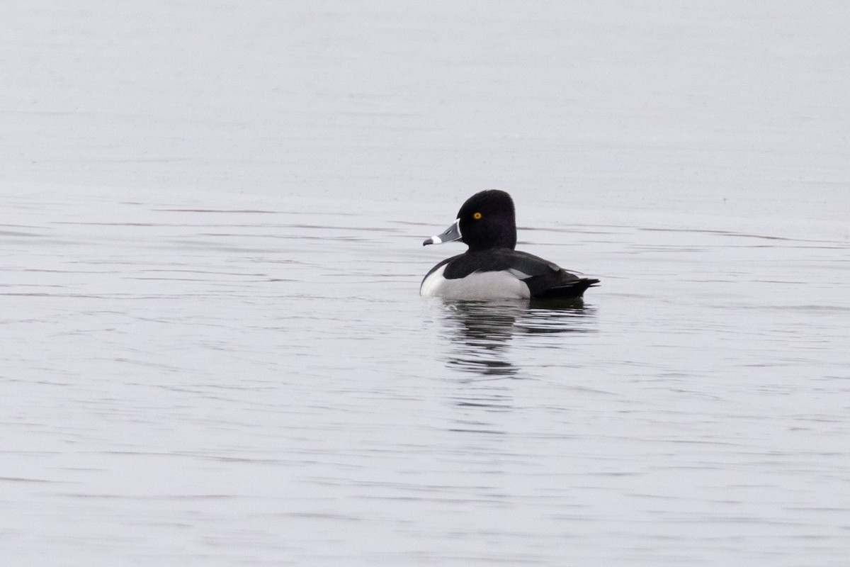 Ring-necked Duck - ML141665381