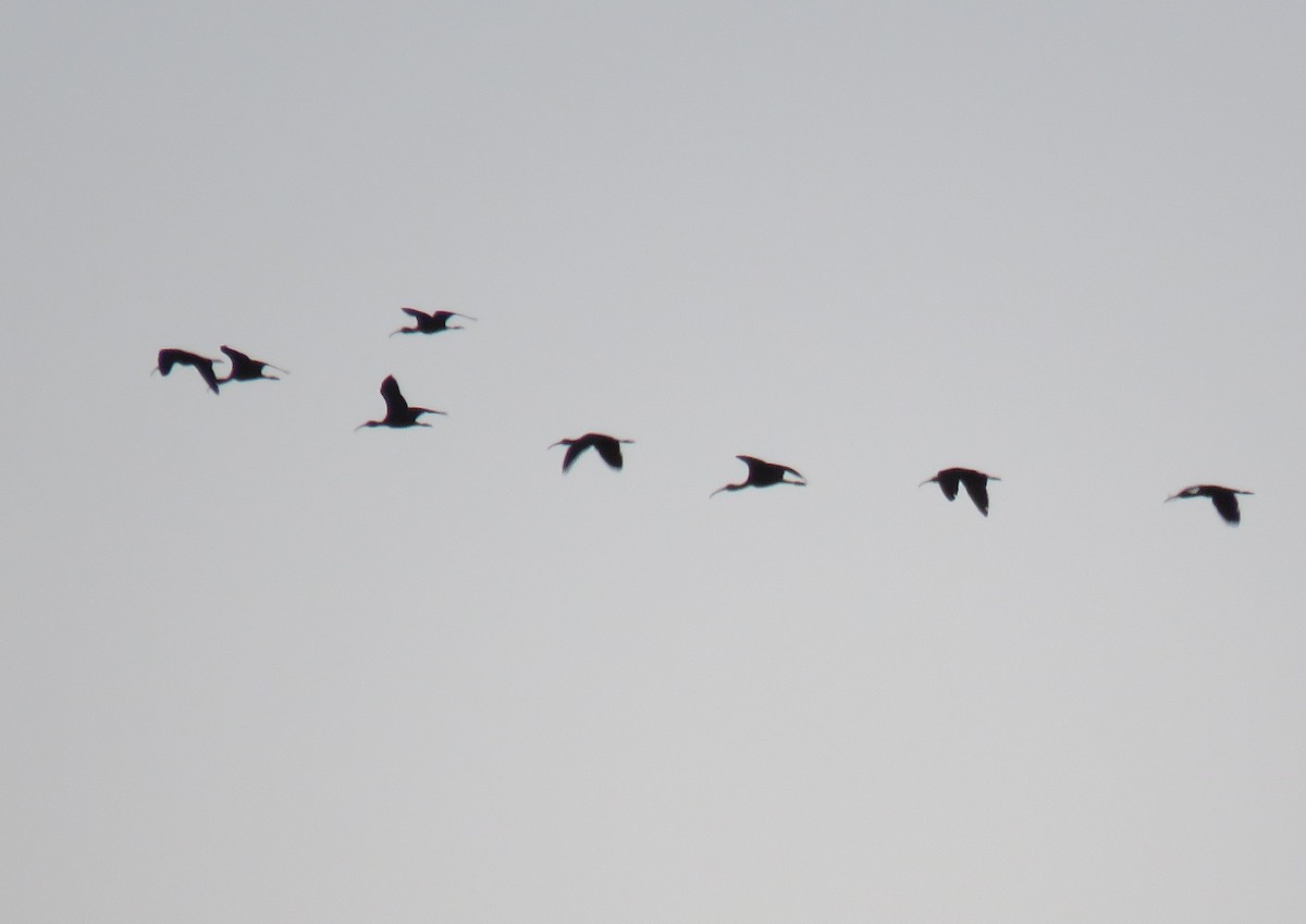 ibis hnědý - ML141667181