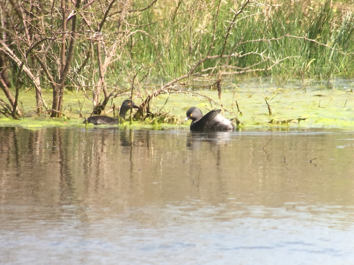 Least Grebe - ML141667471