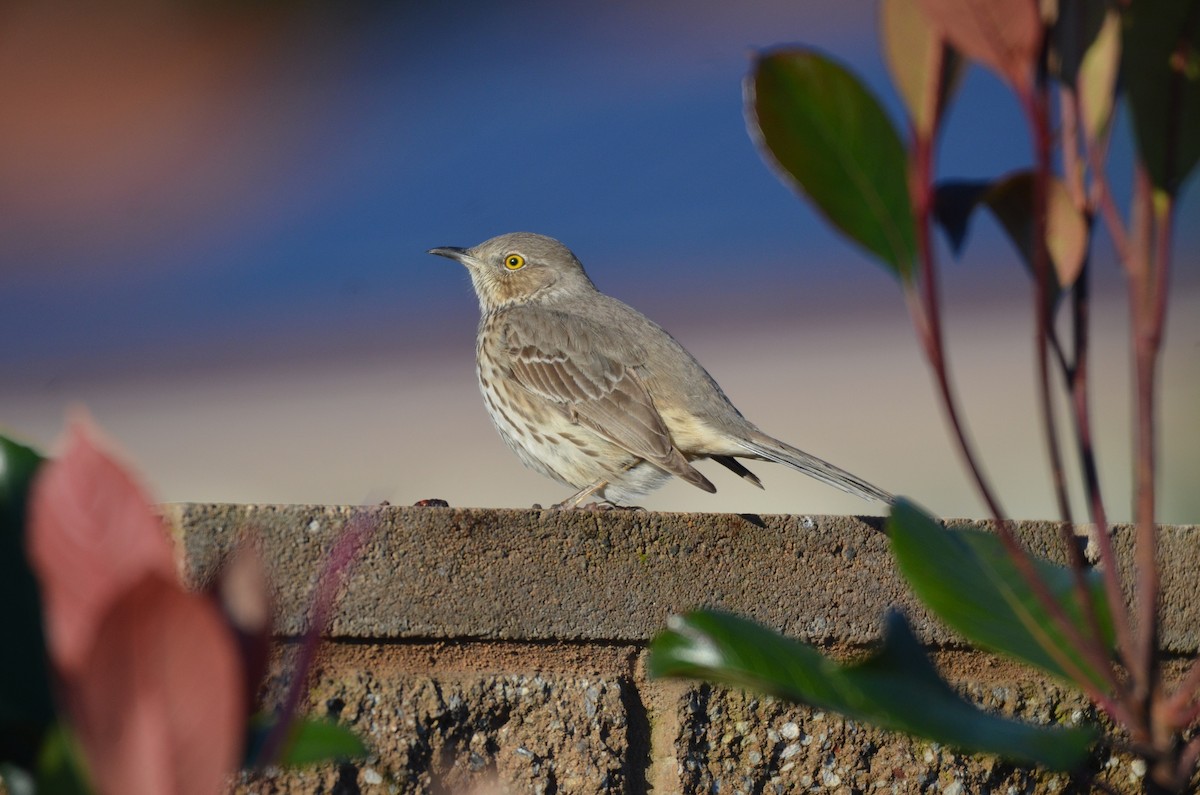 Sage Thrasher - ML141667751