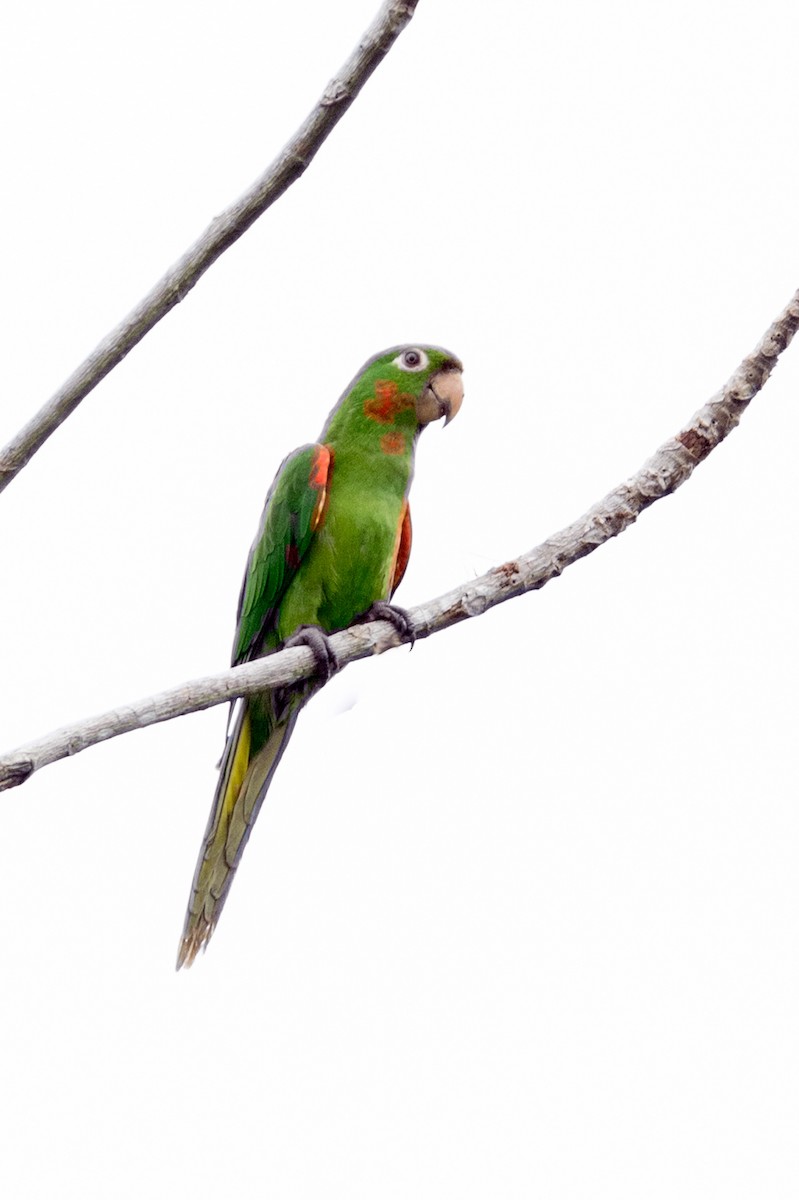 Aratinga Ojiblanca - ML141668631