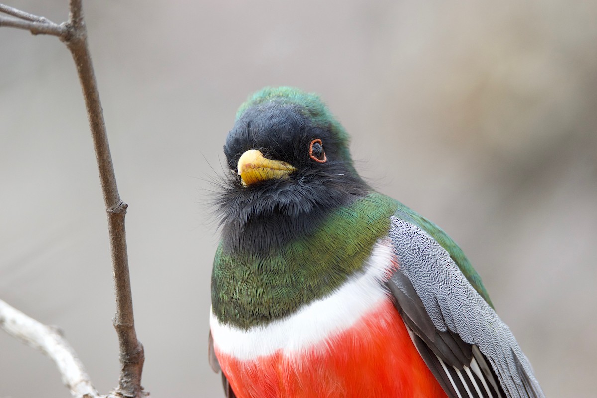 Elegant Trogon - ML141669341