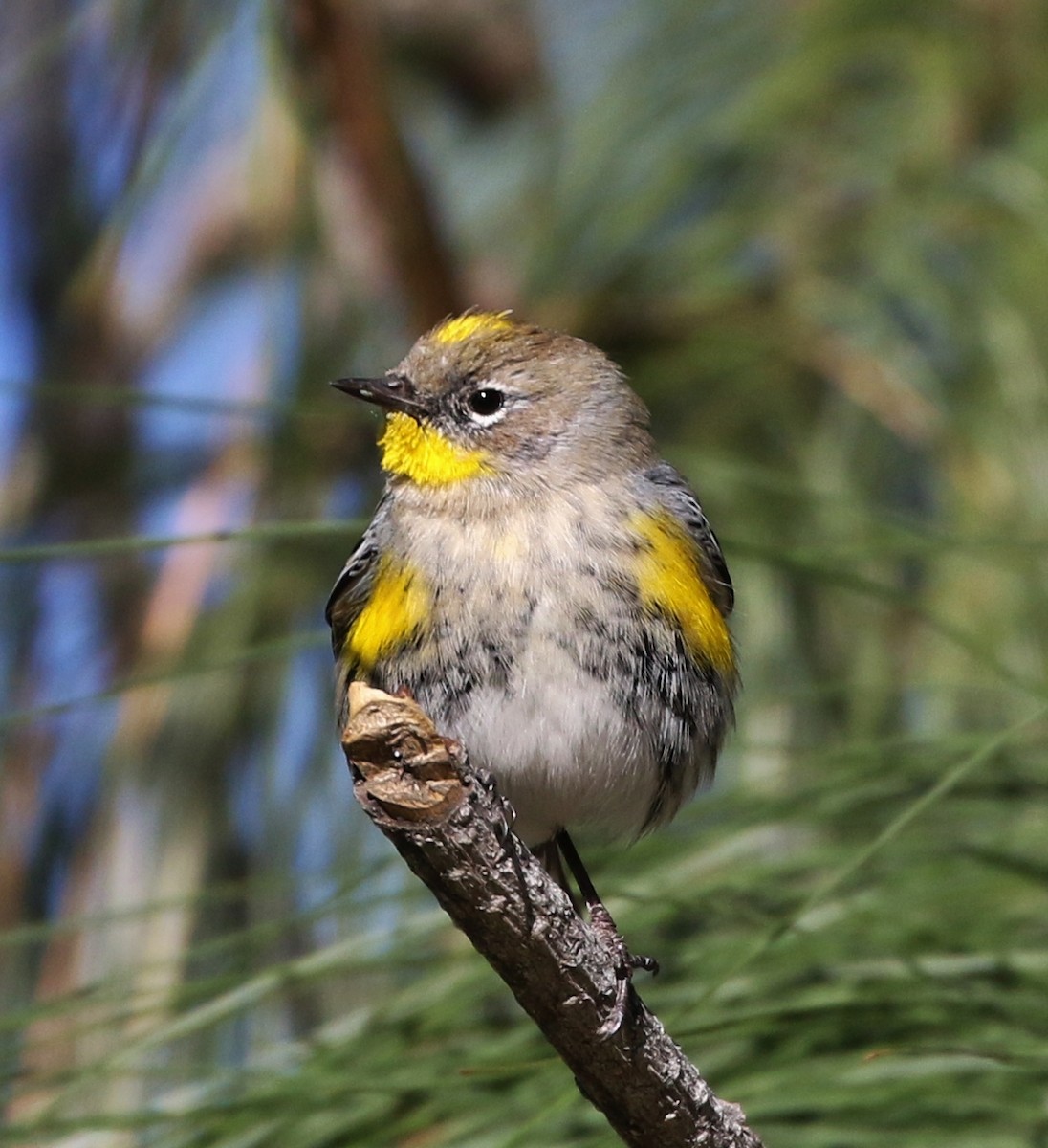 Kronenwaldsänger (Audubonwaldsänger) - ML141669631