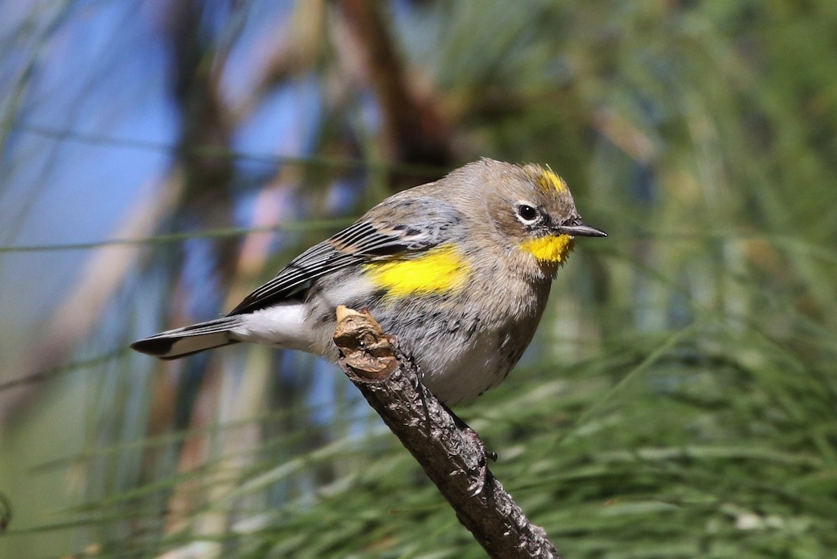 Yellow-rumped Warbler (Audubon's) - ML141669641