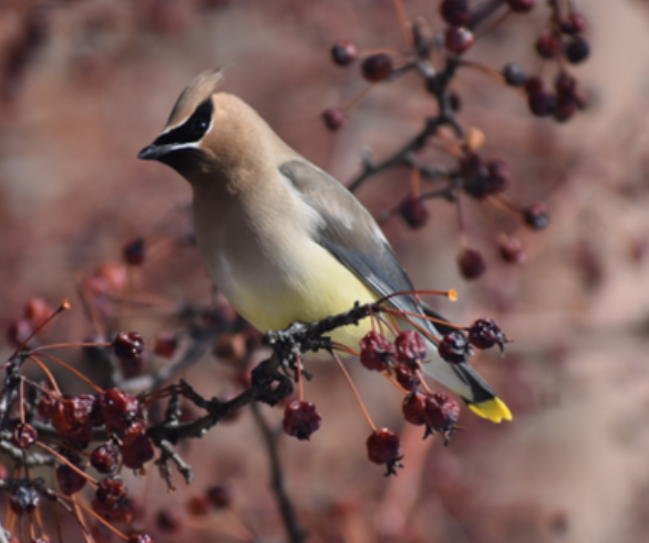 Cedar Waxwing - Angela Neilson