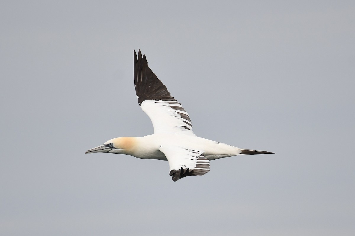 Northern Gannet - Matt Spangler