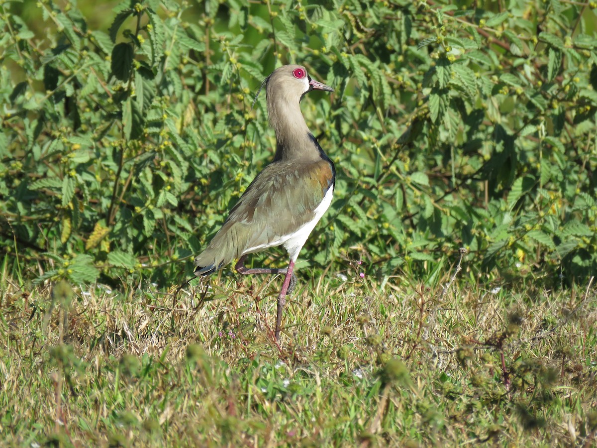 Southern Lapwing - ML141670521