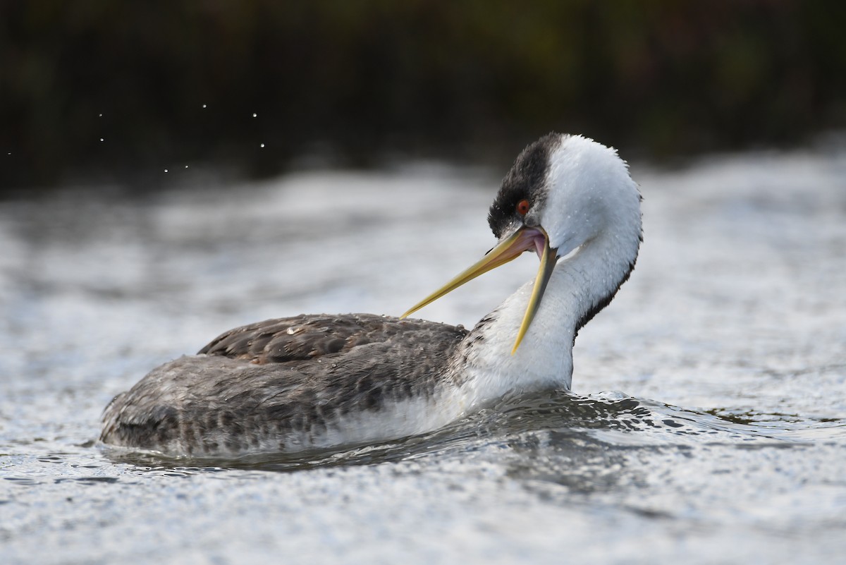 Western Grebe - Levi Plummer