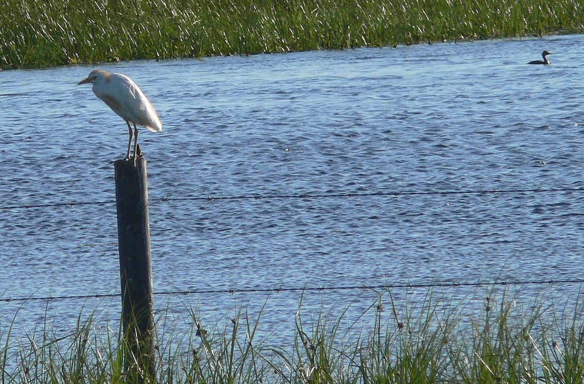 Western Cattle Egret - Craig Salisbury