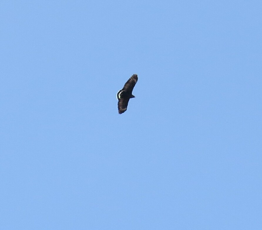 Common Black Hawk - ML141671541