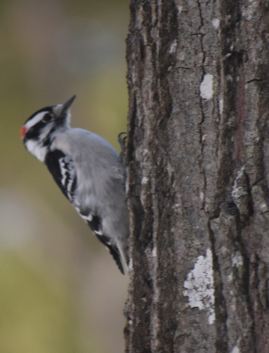 Downy Woodpecker - Angela Neilson