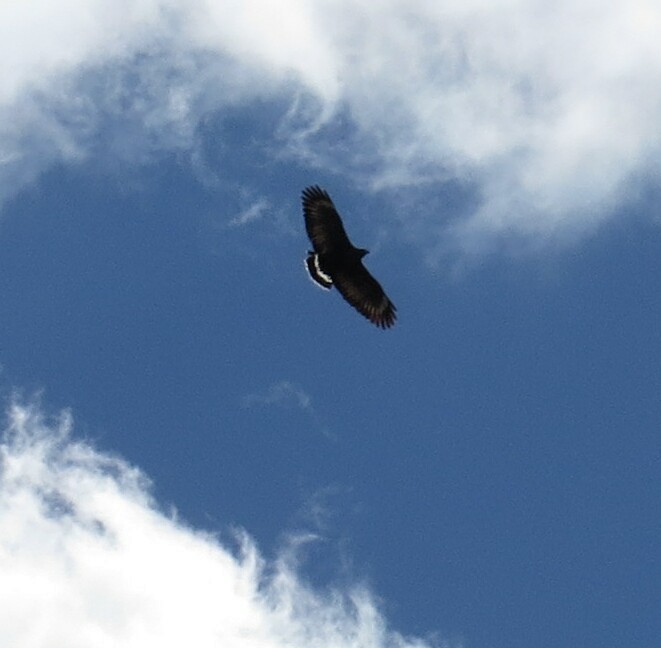 Common Black Hawk - ML141671571