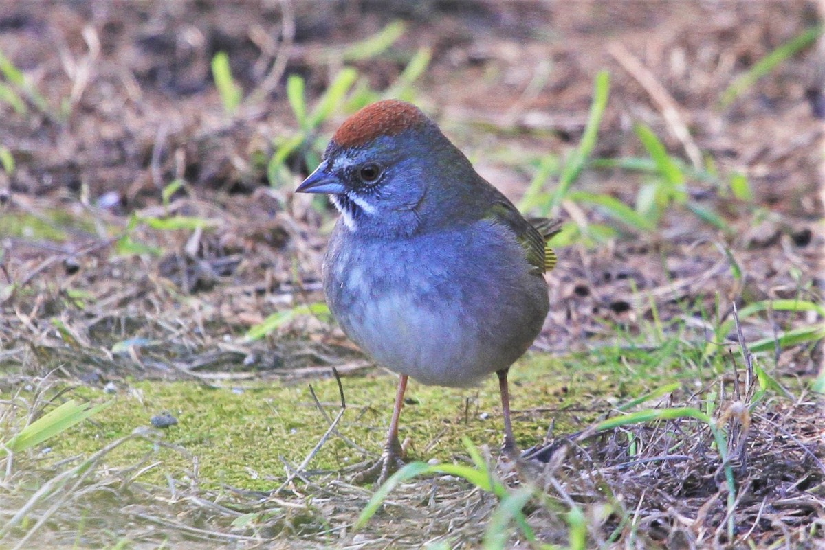 Green-tailed Towhee - ML141671901