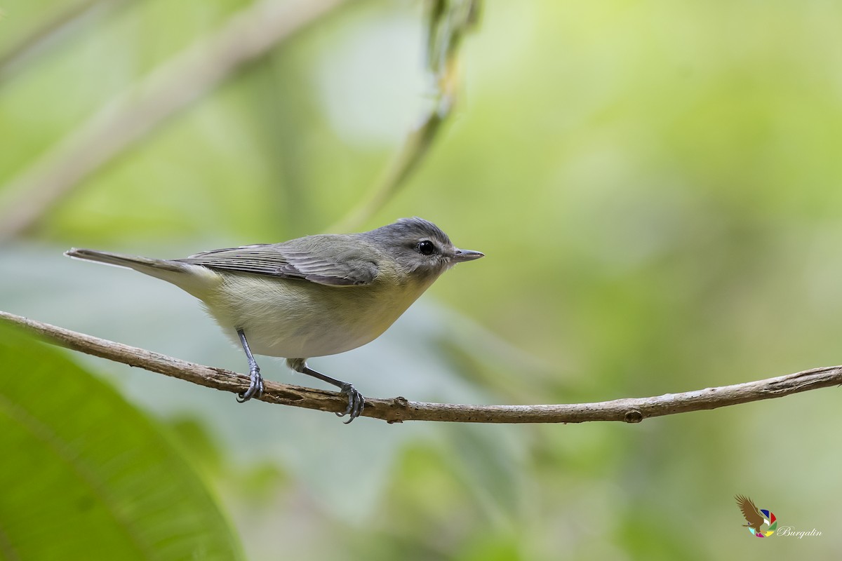 Philadelphia Vireo - ML141672011