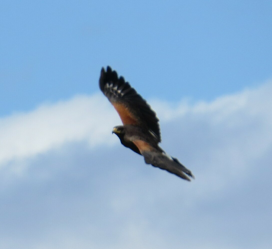 Harris's Hawk - ML141672131