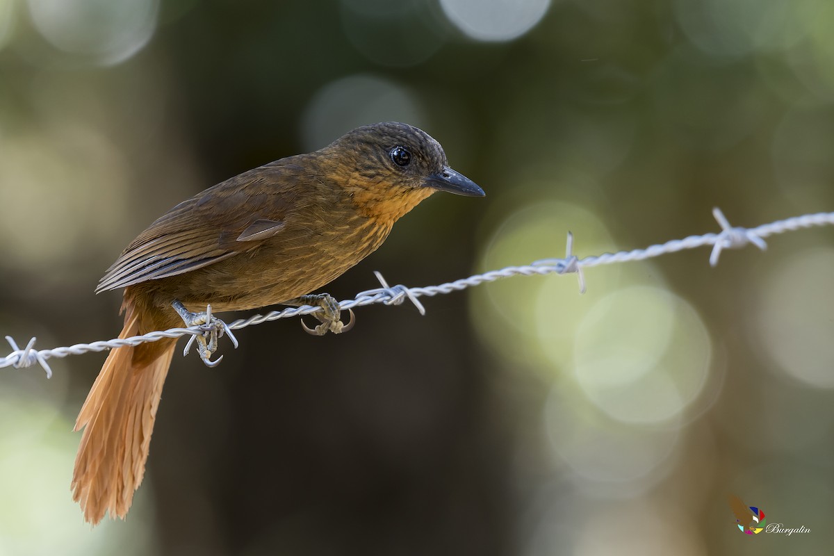 Streak-breasted Treehunter - fernando Burgalin Sequeria