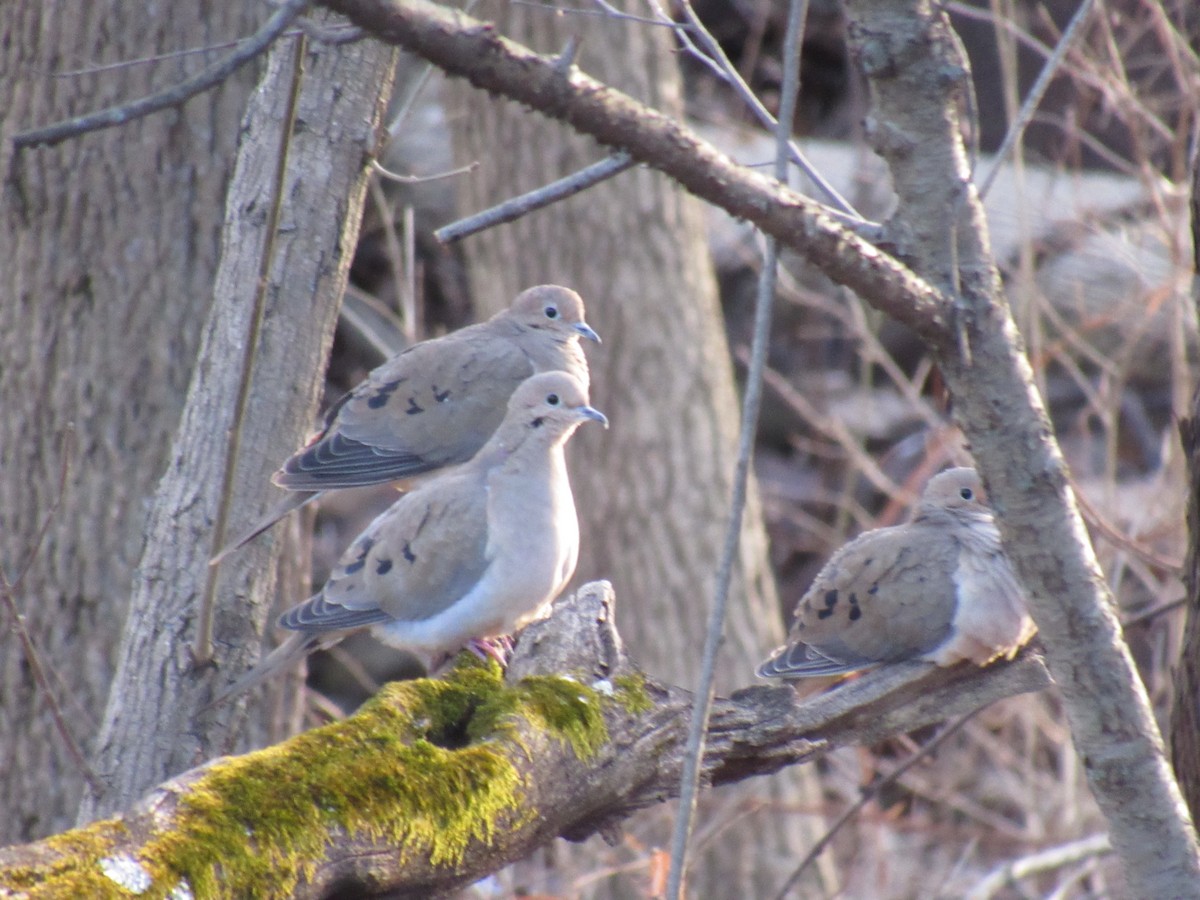 Mourning Dove - ML141672661