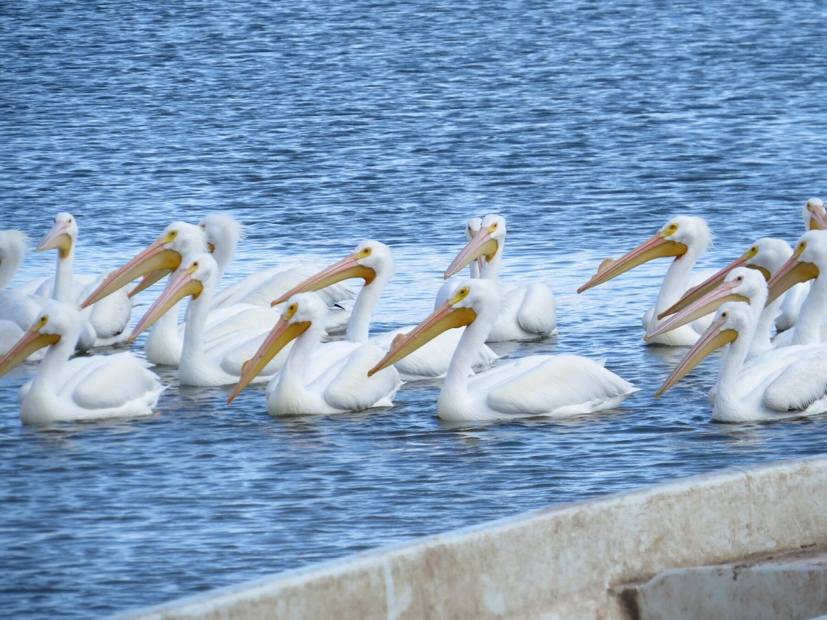 American White Pelican - ML141673191