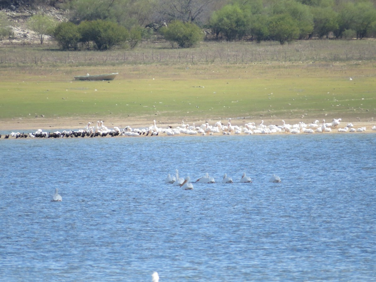 American White Pelican - ML141673341