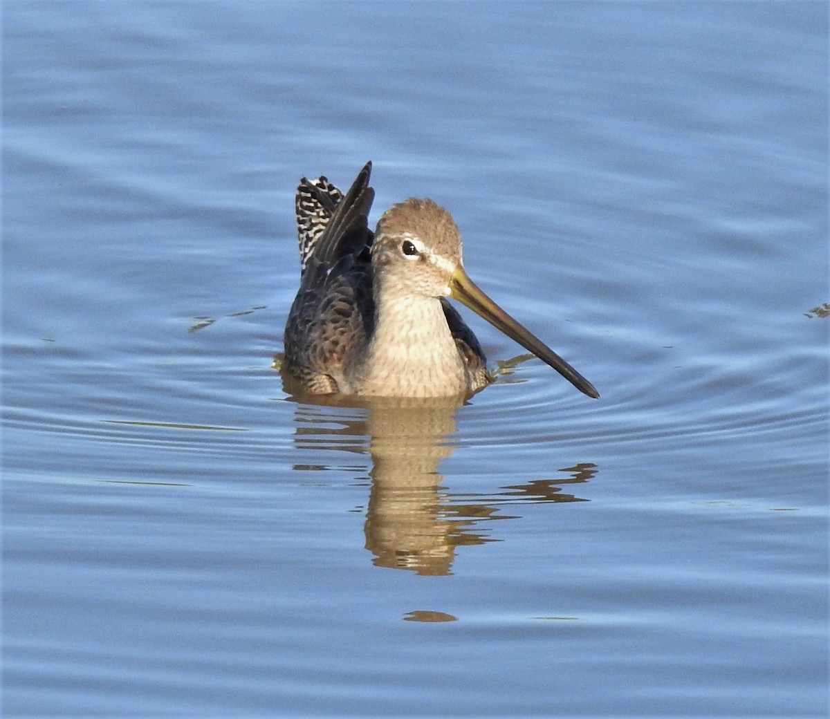 Long-billed Dowitcher - Bill Pelletier