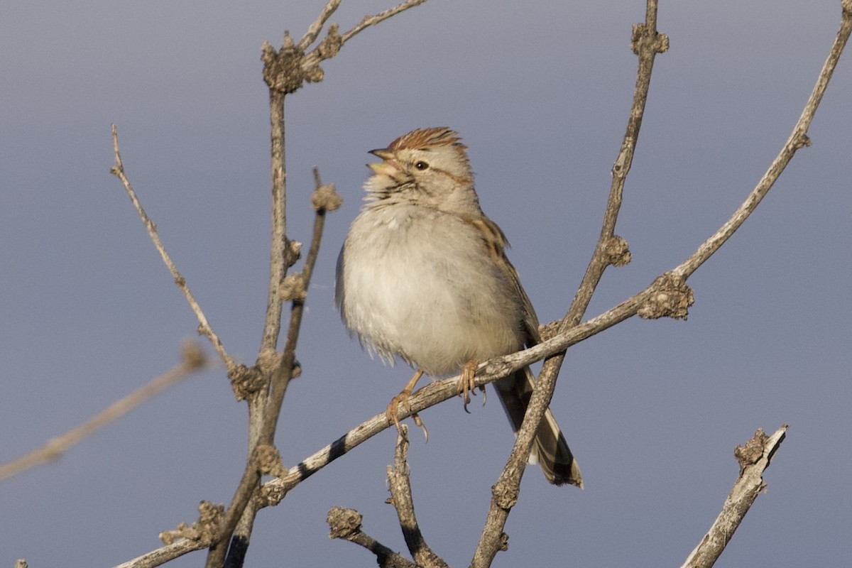 Rufous-winged Sparrow - Mike Sanders