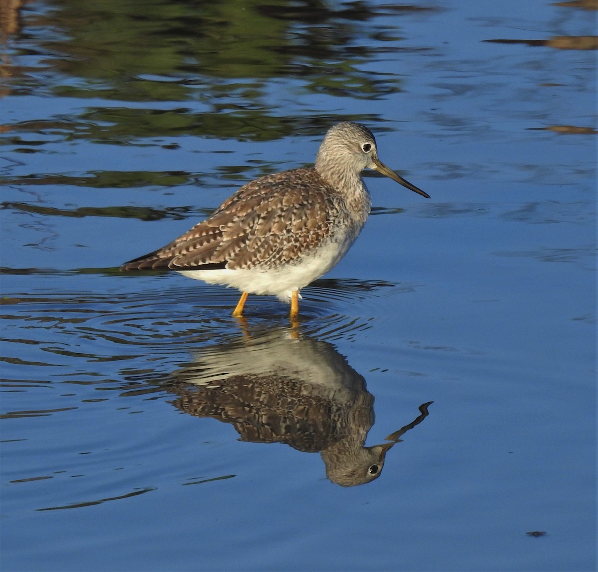 Greater Yellowlegs - ML141674241