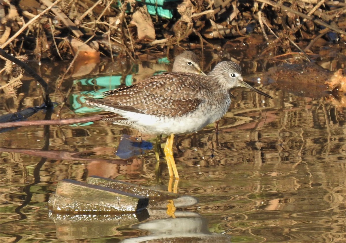 Greater Yellowlegs - ML141674251