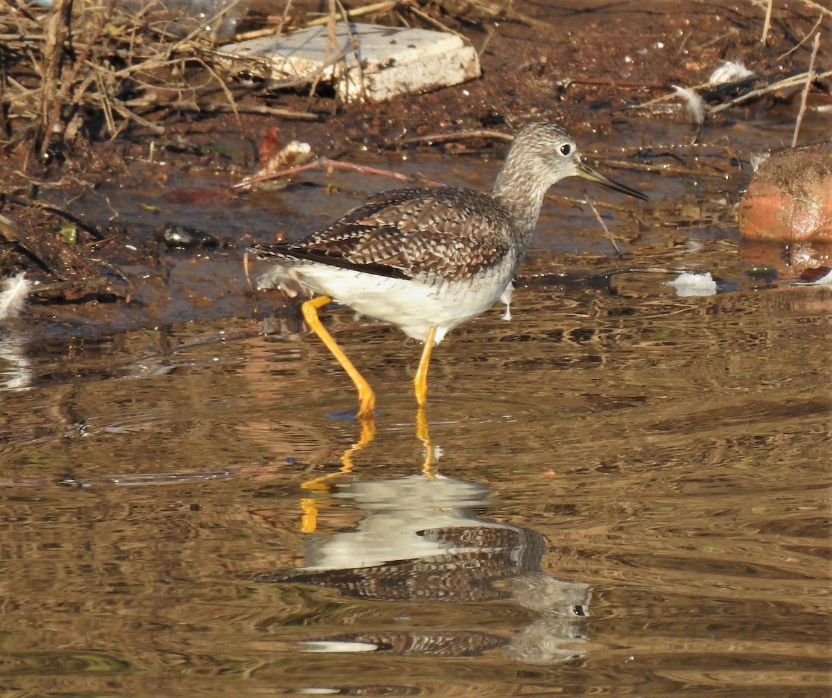 Greater Yellowlegs - Bill Pelletier