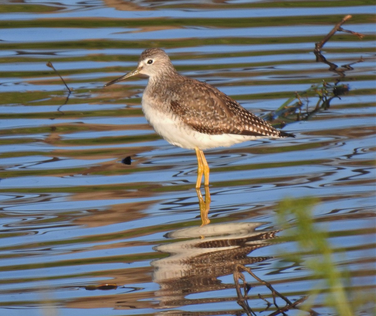 Greater Yellowlegs - ML141674301