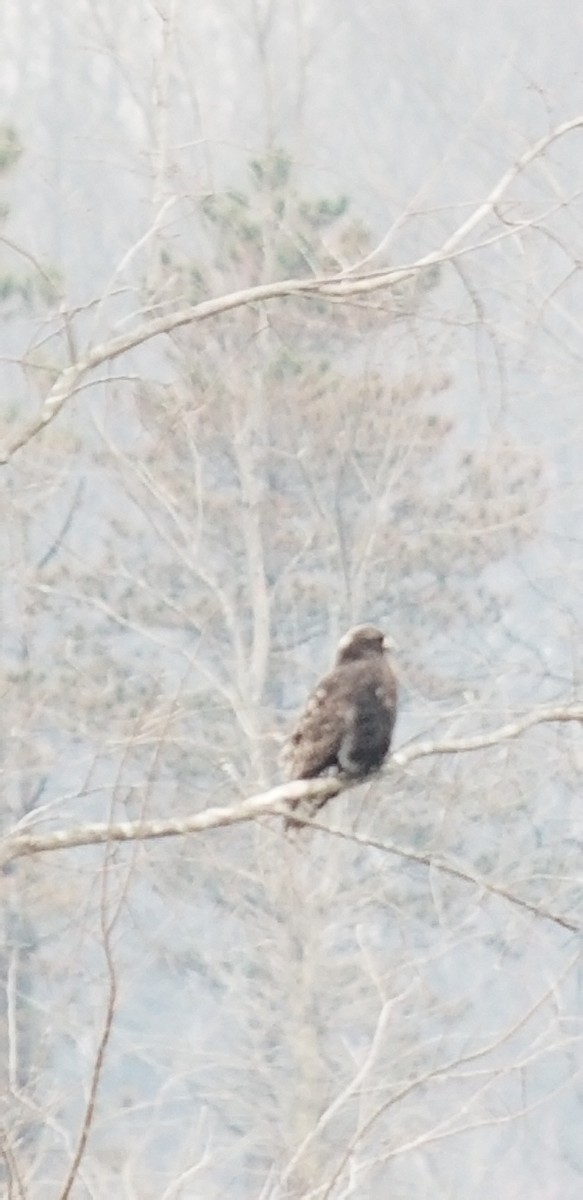 Rough-legged Hawk - ML141674411