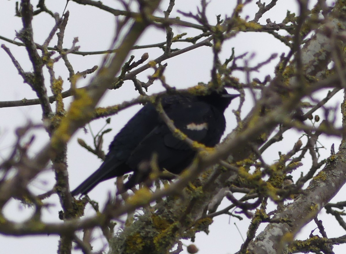 Tricolored Blackbird - ML141676011