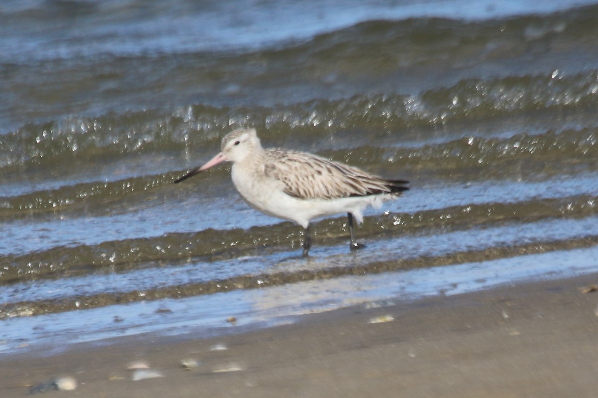 Bar-tailed Godwit - ML141676171