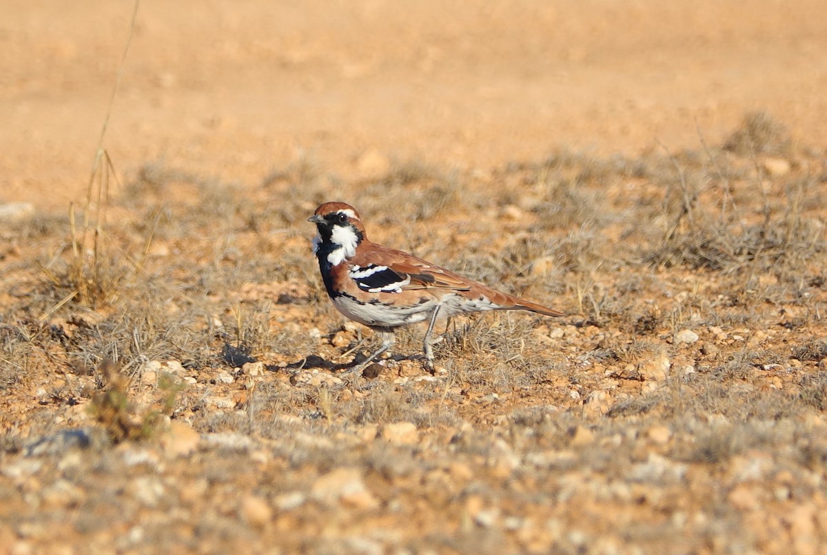 Nullarbor Quail-thrush - ML141677361