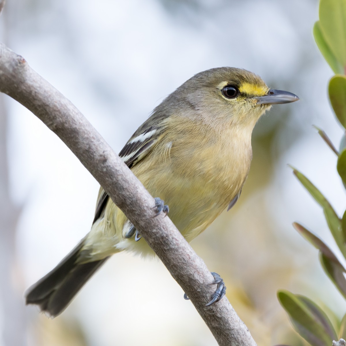 Vireo Piquigrueso - ML141677871