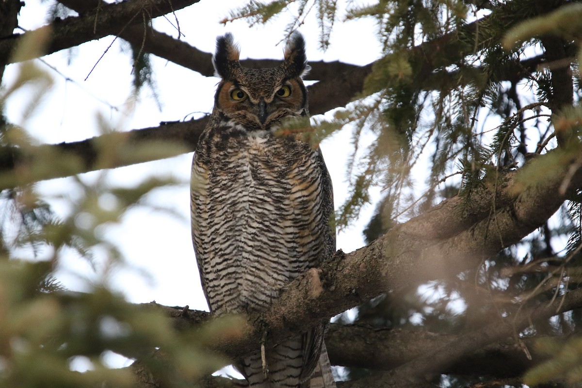 Great Horned Owl - John Finley