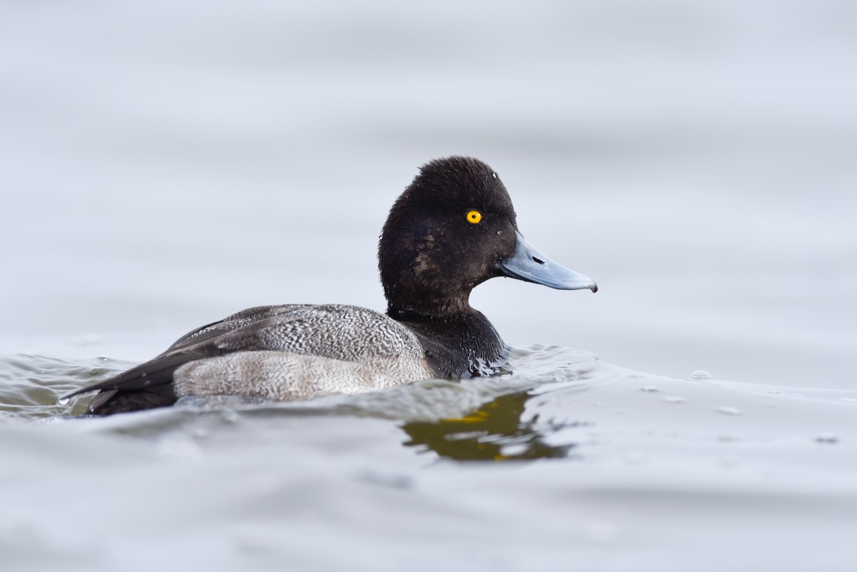 Lesser Scaup - ML141679461