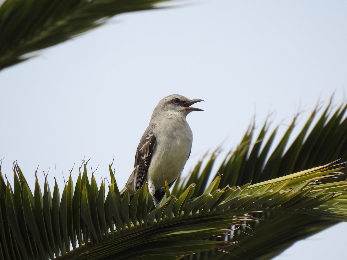 Tropical Mockingbird - ML141679821