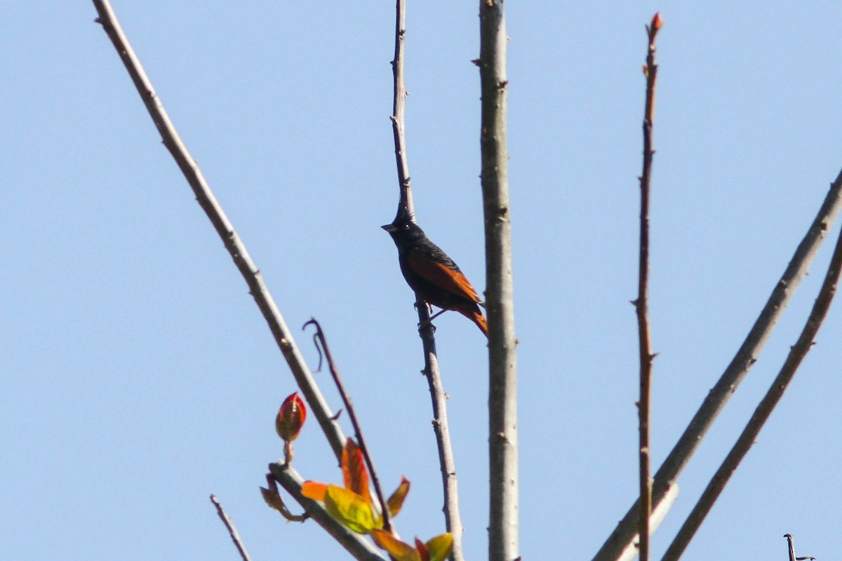 Crested Bunting - ML141679841