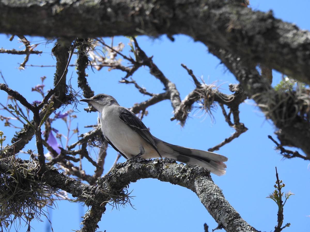 Tropical Mockingbird - ML141679881