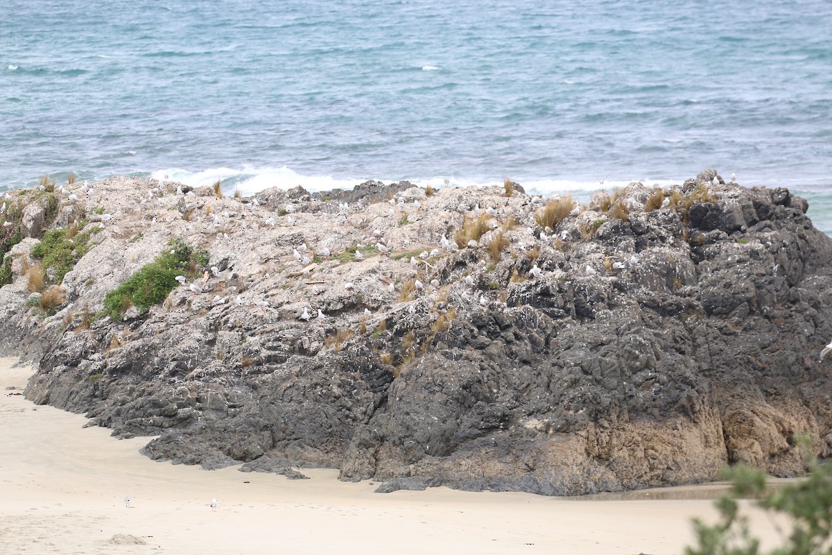 racek australský (ssp. scopulinus) - ML141679951