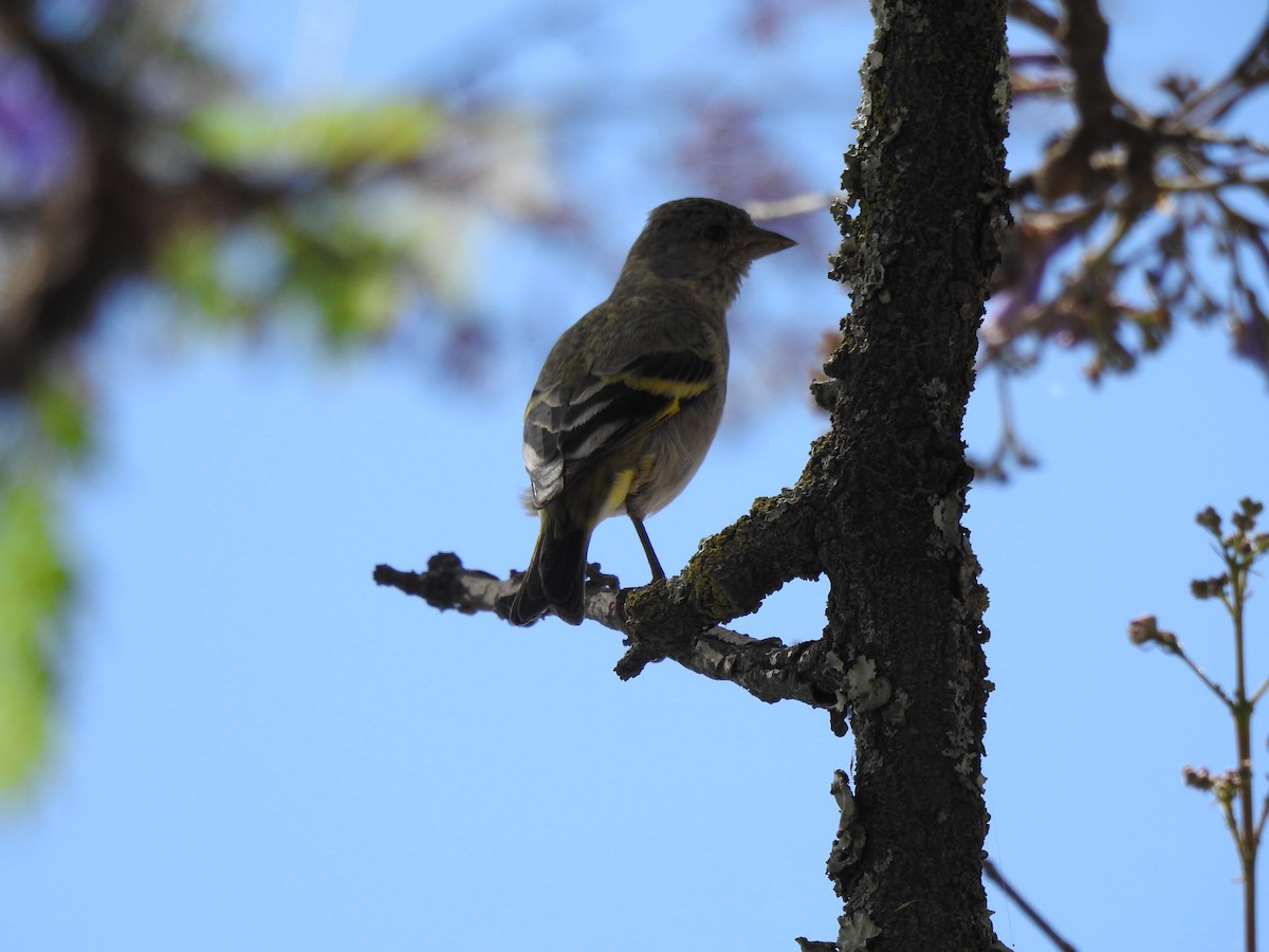 Hooded Siskin - ML141680031